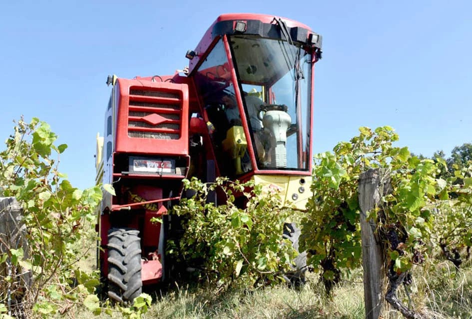 ZAVRŠAVA BERBA U VINOGRADIMA IVE ENJINGIJA IZ HRNJEVCA: Berba nikad ranija i kraća