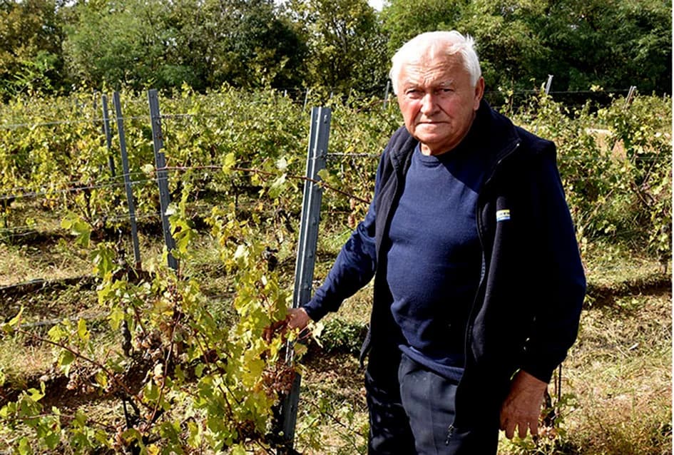 ZAVRŠAVA BERBA U VINOGRADIMA IVE ENJINGIJA IZ HRNJEVCA: Berba nikad ranija i kraća