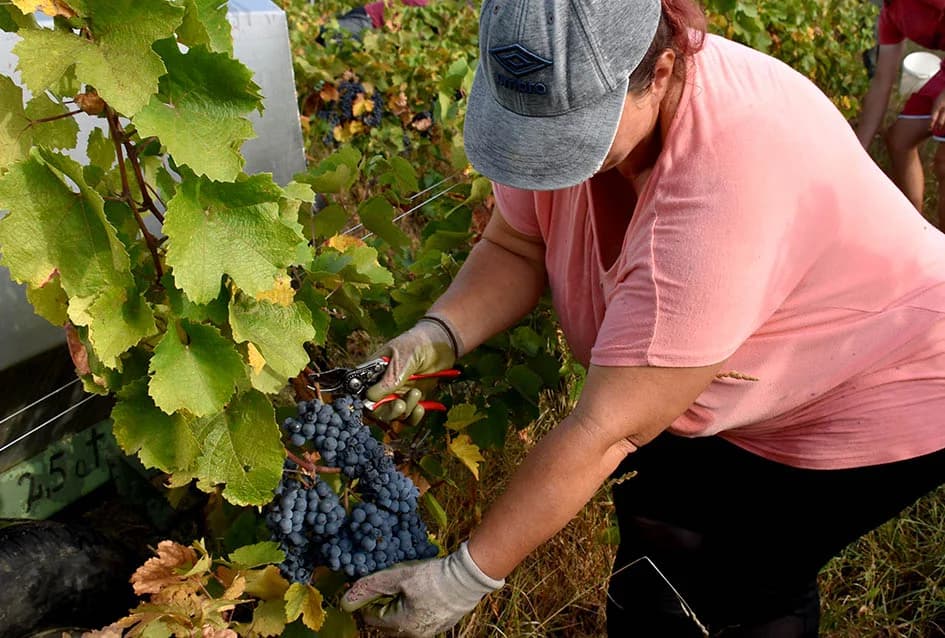 ZAVRŠAVA BERBA U VINOGRADIMA IVE ENJINGIJA IZ HRNJEVCA: Berba nikad ranija i kraća