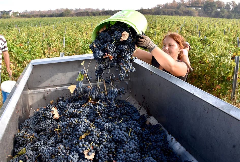 ZAVRŠAVA BERBA U VINOGRADIMA IVE ENJINGIJA IZ HRNJEVCA: Berba nikad ranija i kraća