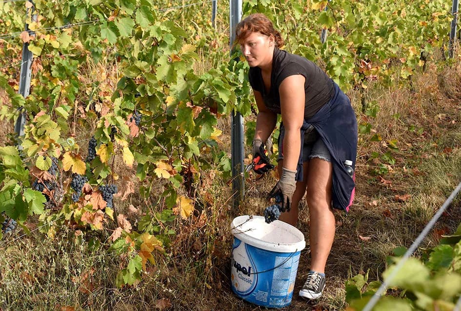 ZAVRŠAVA BERBA U VINOGRADIMA IVE ENJINGIJA IZ HRNJEVCA: Berba nikad ranija i kraća