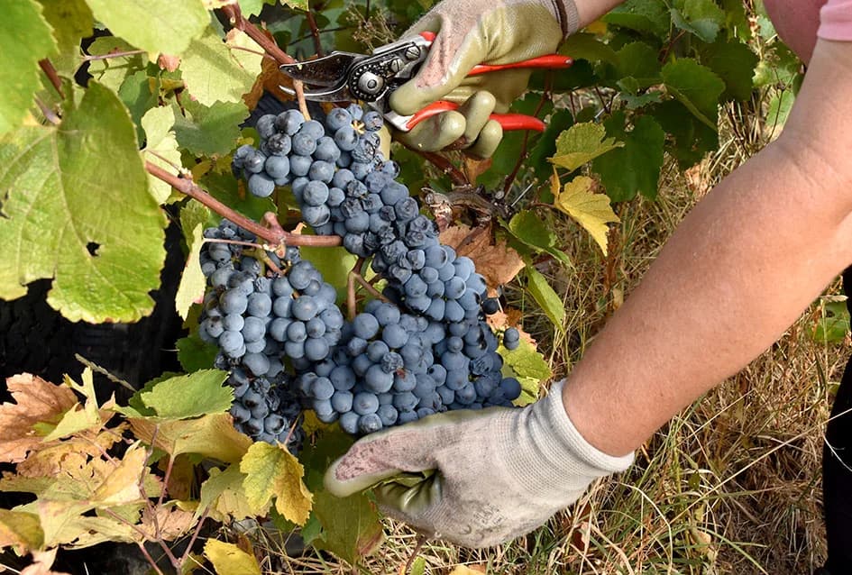 ZAVRŠAVA BERBA U VINOGRADIMA IVE ENJINGIJA IZ HRNJEVCA: Berba nikad ranija i kraća
