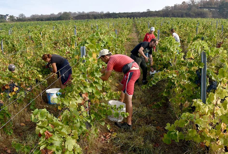 ZAVRŠAVA BERBA U VINOGRADIMA IVE ENJINGIJA IZ HRNJEVCA: Berba nikad ranija i kraća
