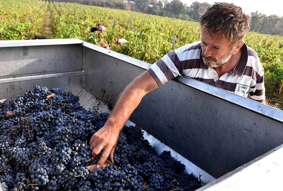 ZAVRŠAVA BERBA U VINOGRADIMA IVE ENJINGIJA IZ HRNJEVCA: Berba nikad ranija i kraća