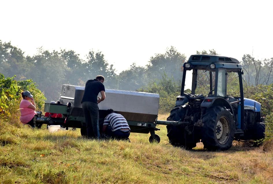 ZAVRŠAVA BERBA U VINOGRADIMA IVE ENJINGIJA IZ HRNJEVCA: Berba nikad ranija i kraća