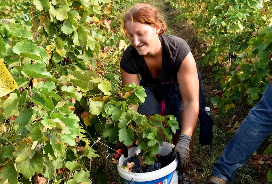 ZAVRŠAVA BERBA U VINOGRADIMA IVE ENJINGIJA IZ HRNJEVCA: Berba nikad ranija i kraća