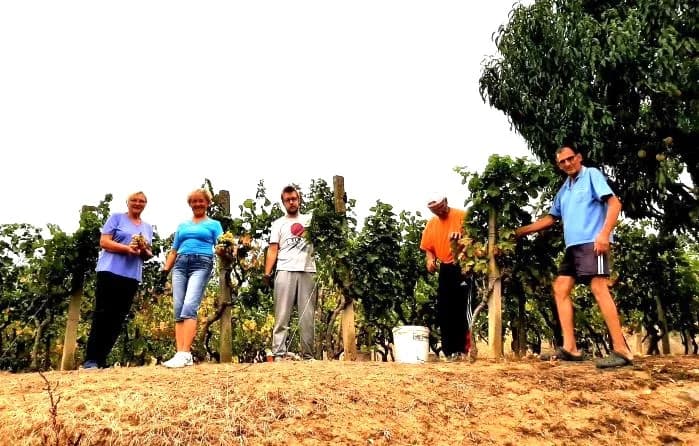 Pleternički planinari u berbi grožđa na Požeškoj gori u vinogradu Mladena Ravlića
