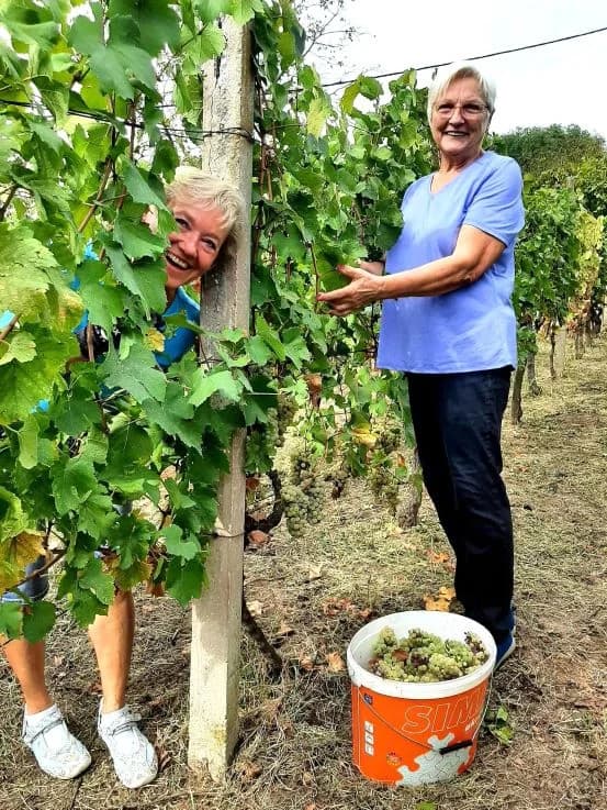 Pleternički planinari u berbi grožđa na Požeškoj gori u vinogradu Mladena Ravlića