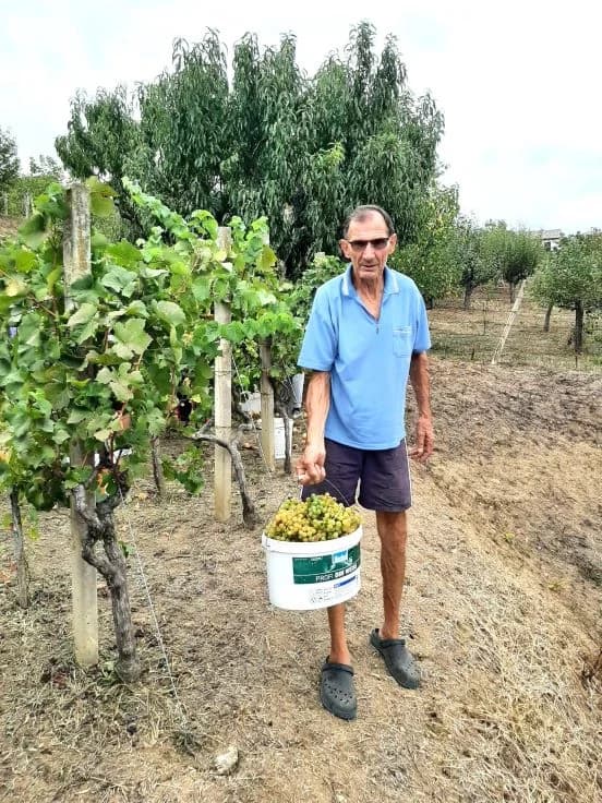 Pleternički planinari u berbi grožđa na Požeškoj gori u vinogradu Mladena Ravlića