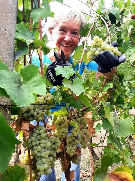 Pleternički planinari u berbi grožđa na Požeškoj gori u vinogradu Mladena Ravlića