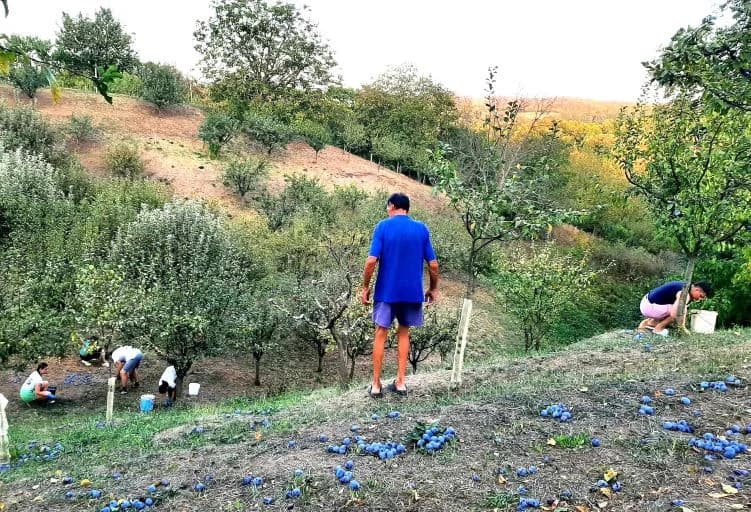 Pleternički planinari u berbi grožđa na Požeškoj gori u vinogradu Mladena Ravlića