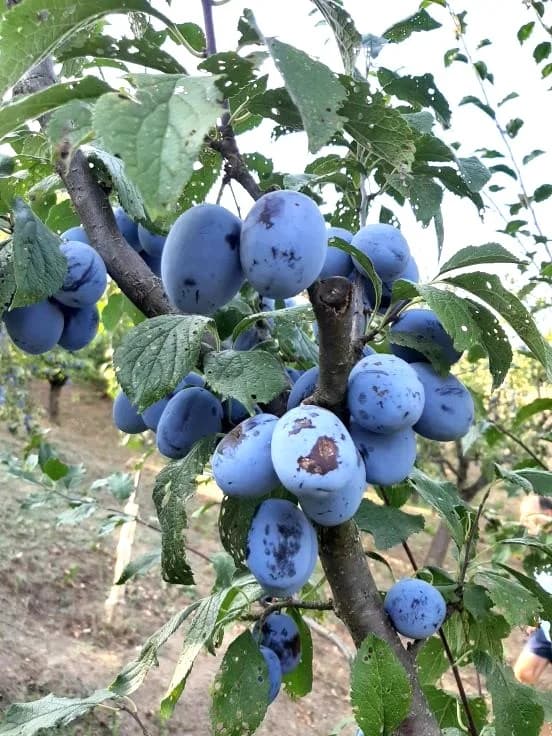 Pleternički planinari u berbi grožđa na Požeškoj gori u vinogradu Mladena Ravlića