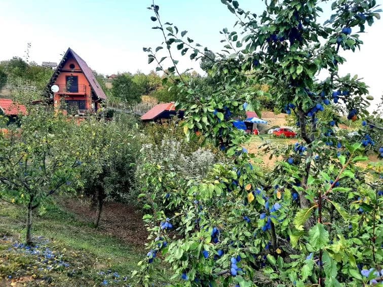 Pleternički planinari u berbi grožđa na Požeškoj gori u vinogradu Mladena Ravlića