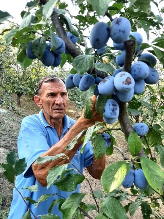 Pleternički planinari u berbi grožđa na Požeškoj gori u vinogradu Mladena Ravlića