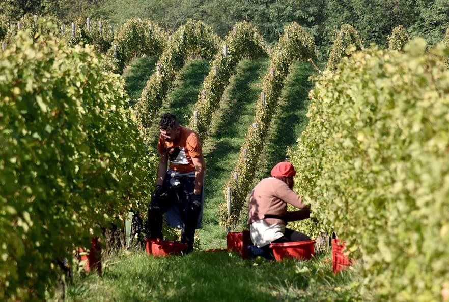 STRANI RADNICI U BERBI VINOGRADA VLADE KRAUTHAKER IZ KUTJEVA: Nikad ranija, kraća, brža i teža berba
