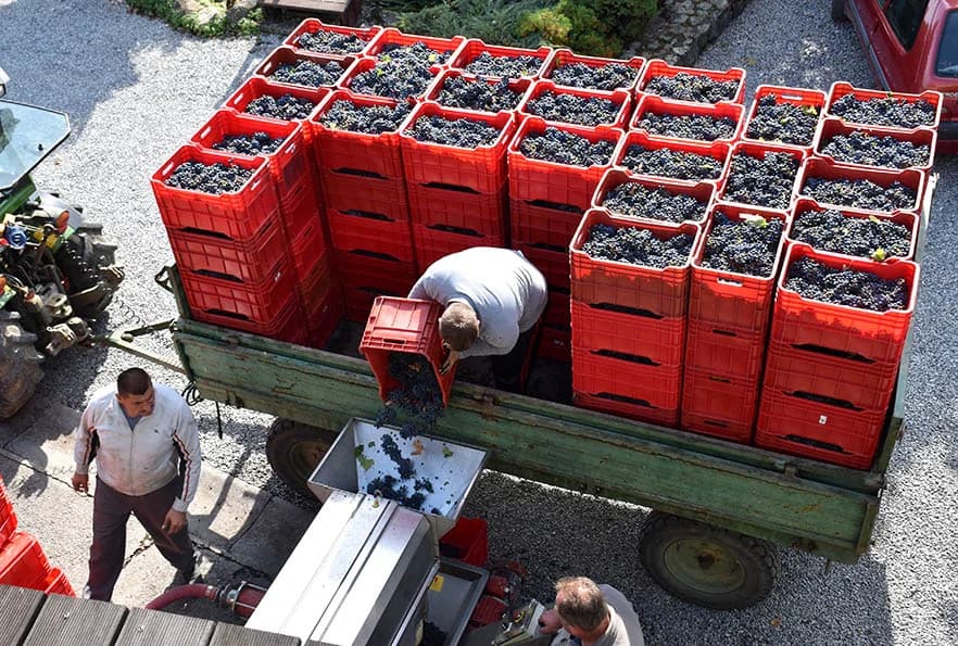STRANI RADNICI U BERBI VINOGRADA VLADE KRAUTHAKER IZ KUTJEVA: Nikad ranija, kraća, brža i teža berba