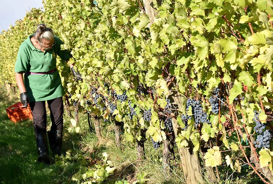 STRANI RADNICI U BERBI VINOGRADA VLADE KRAUTHAKER IZ KUTJEVA: Nikad ranija, kraća, brža i teža berba