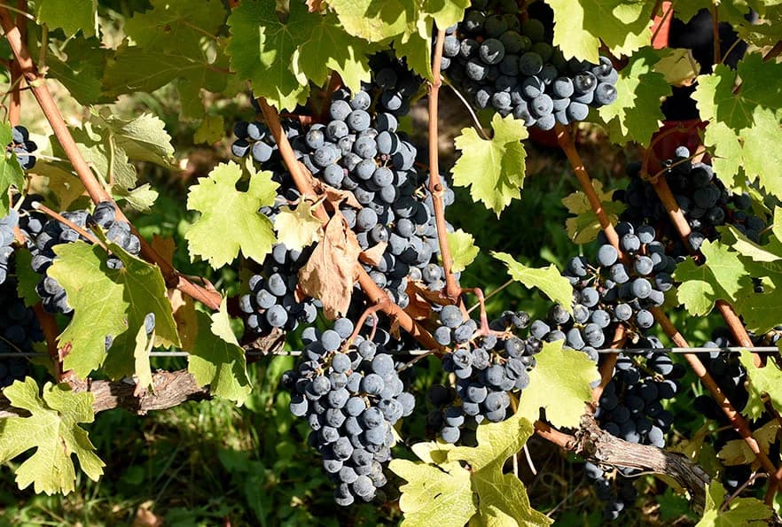 STRANI RADNICI U BERBI VINOGRADA VLADE KRAUTHAKER IZ KUTJEVA: Nikad ranija, kraća, brža i teža berba