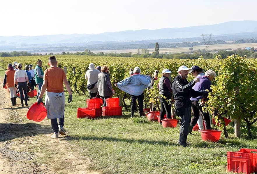 STRANI RADNICI U BERBI VINOGRADA VLADE KRAUTHAKER IZ KUTJEVA: Nikad ranija, kraća, brža i teža berba