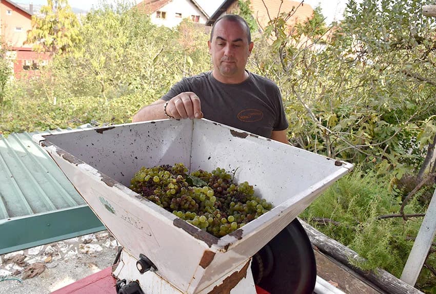 Berba je povod za okupljanje i druženje [FOTO]