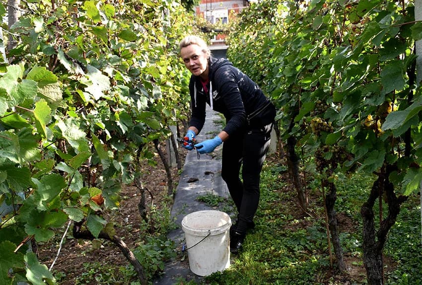 Berba je povod za okupljanje i druženje [FOTO]