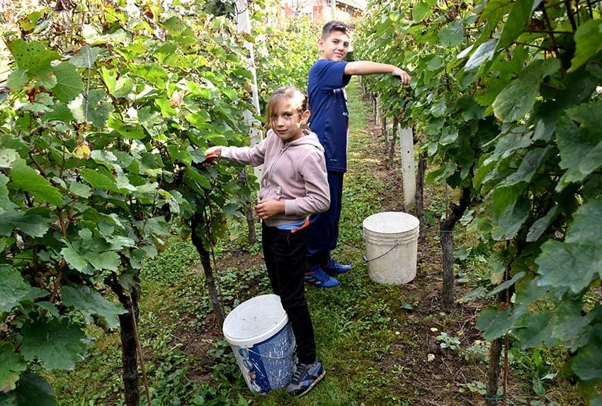 Berba je povod za okupljanje i druženje [FOTO]