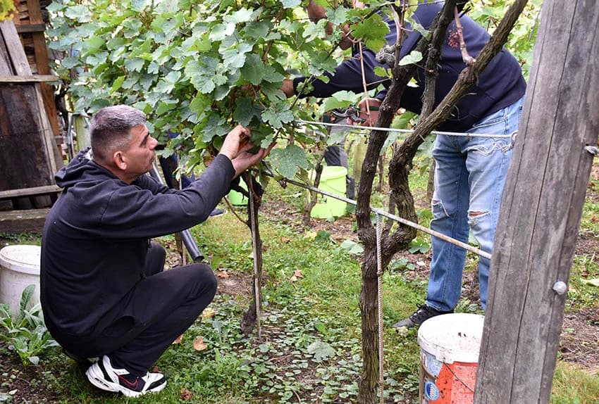 Berba je povod za okupljanje i druženje [FOTO]