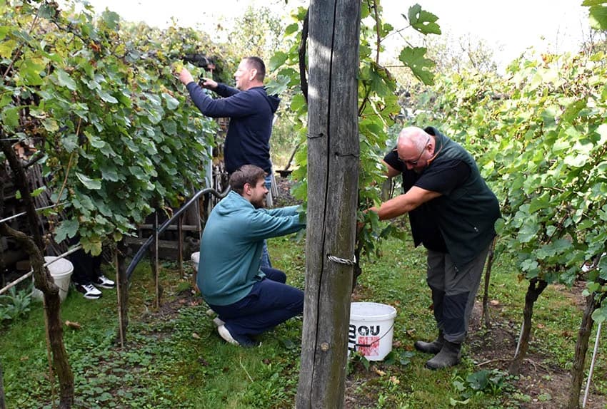 Berba je povod za okupljanje i druženje [FOTO]