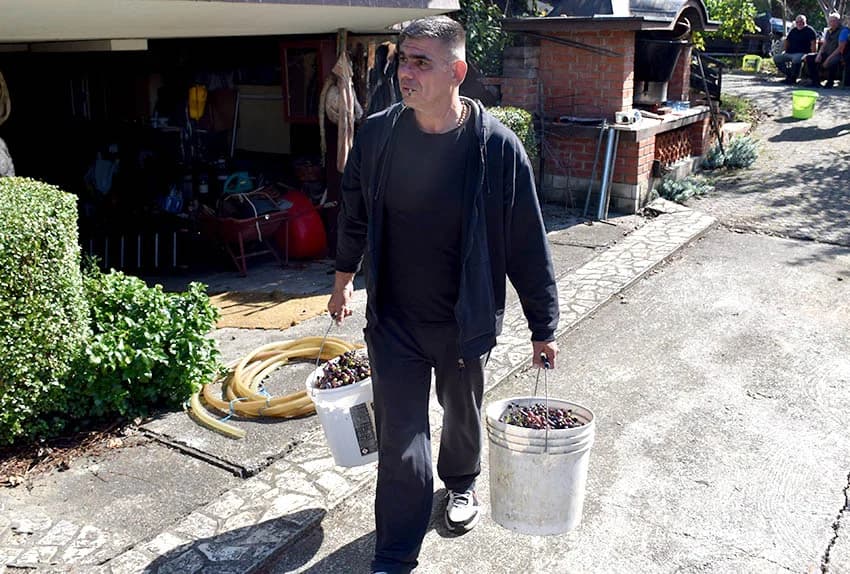 Berba je povod za okupljanje i druženje [FOTO]