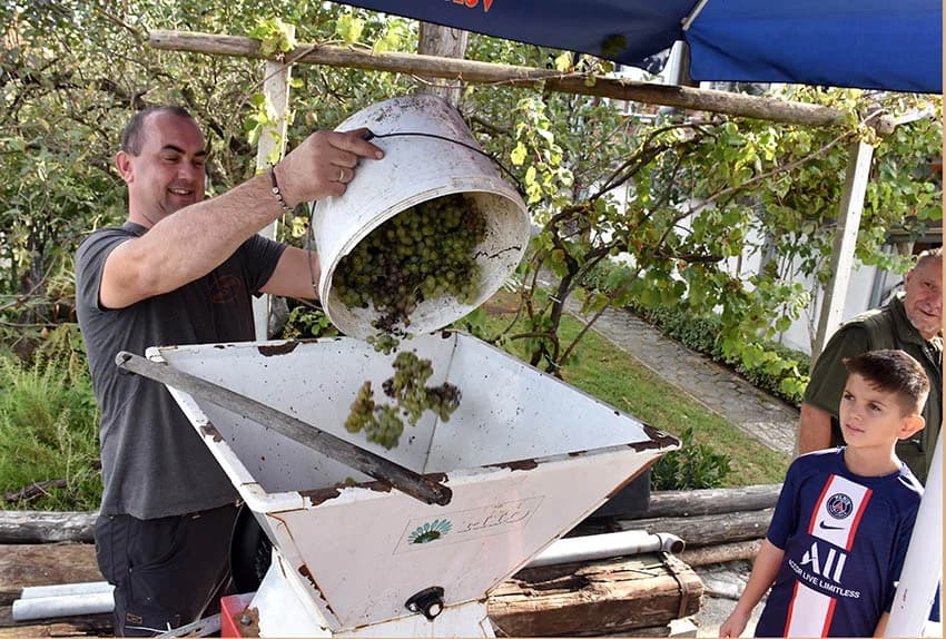 Berba je povod za okupljanje i druženje [FOTO]