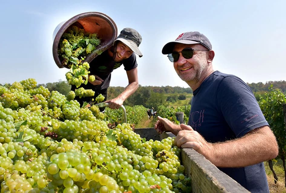 OKONČANA BERBA U VINOGRADARSTVU I VINARSTVU ADŽIĆ IZ KUTJEVA: Kultiviranjem tla osigurali dobru berbu