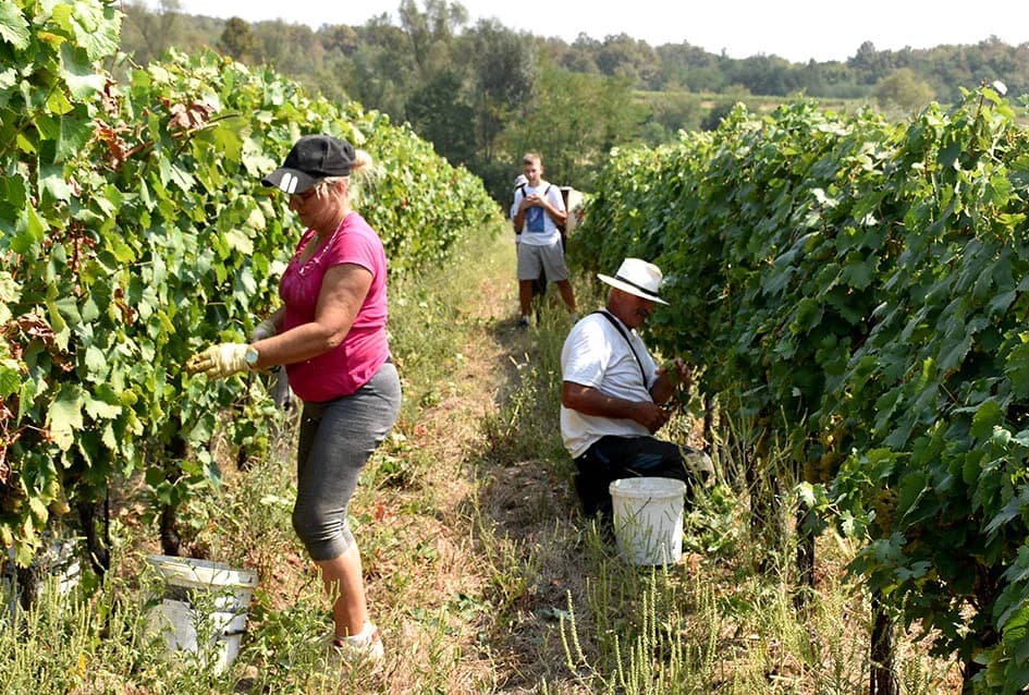 OKONČANA BERBA U VINOGRADARSTVU I VINARSTVU ADŽIĆ IZ KUTJEVA: Kultiviranjem tla osigurali dobru berbu