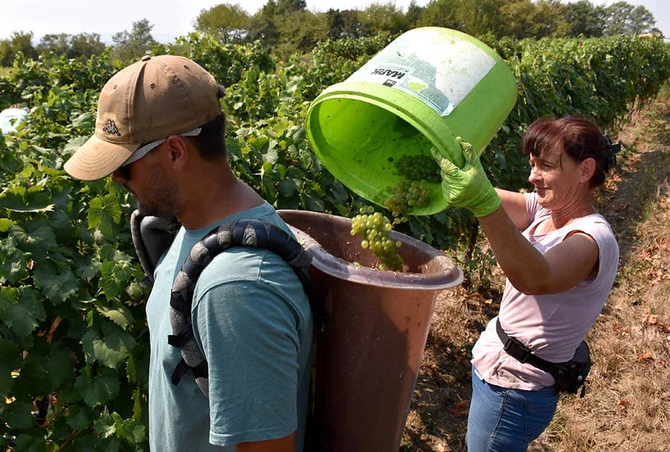 OKONČANA BERBA U VINOGRADARSTVU I VINARSTVU ADŽIĆ IZ KUTJEVA: Kultiviranjem tla osigurali dobru berbu