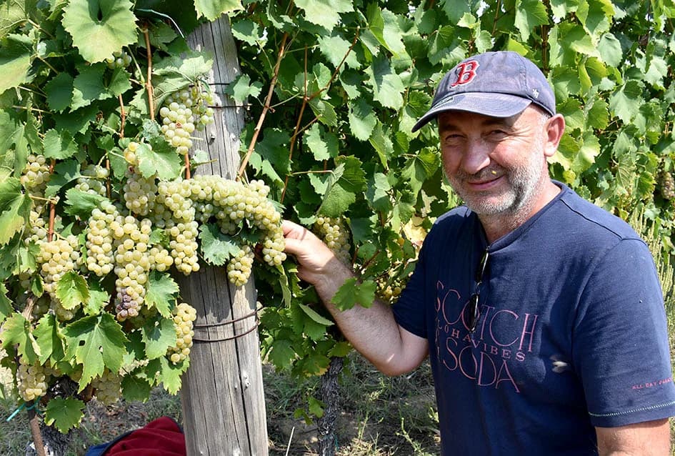 OKONČANA BERBA U VINOGRADARSTVU I VINARSTVU ADŽIĆ IZ KUTJEVA: Kultiviranjem tla osigurali dobru berbu