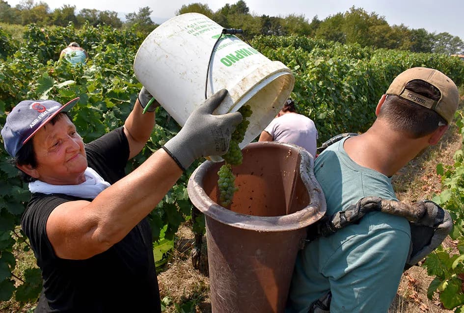 OKONČANA BERBA U VINOGRADARSTVU I VINARSTVU ADŽIĆ IZ KUTJEVA: Kultiviranjem tla osigurali dobru berbu