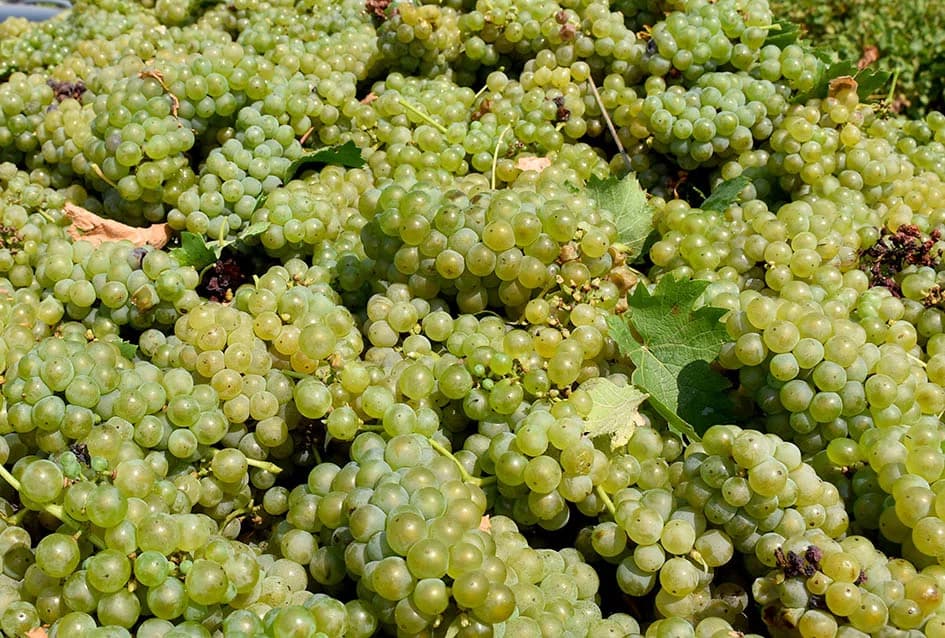 OKONČANA BERBA U VINOGRADARSTVU I VINARSTVU ADŽIĆ IZ KUTJEVA: Kultiviranjem tla osigurali dobru berbu