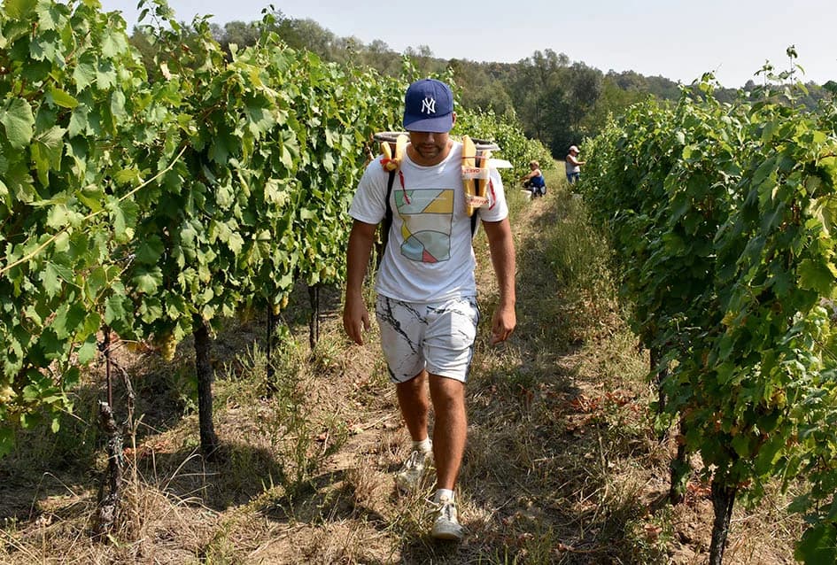 OKONČANA BERBA U VINOGRADARSTVU I VINARSTVU ADŽIĆ IZ KUTJEVA: Kultiviranjem tla osigurali dobru berbu