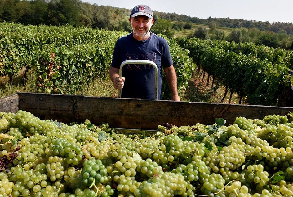 OKONČANA BERBA U VINOGRADARSTVU I VINARSTVU ADŽIĆ IZ KUTJEVA: Kultiviranjem tla osigurali dobru berbu