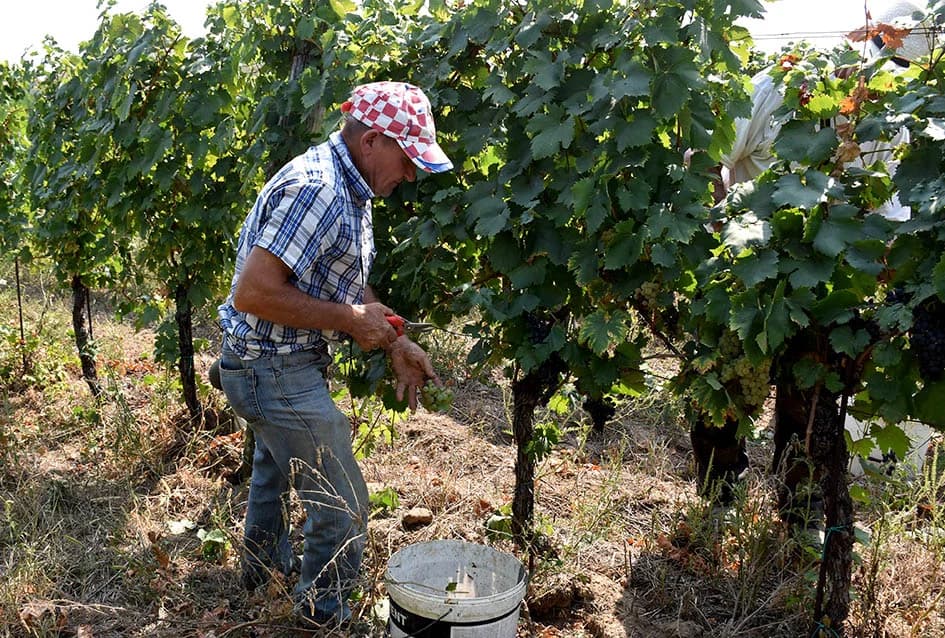 OKONČANA BERBA U VINOGRADARSTVU I VINARSTVU ADŽIĆ IZ KUTJEVA: Kultiviranjem tla osigurali dobru berbu