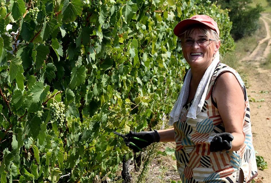 OKONČANA BERBA U VINOGRADARSTVU I VINARSTVU ADŽIĆ IZ KUTJEVA: Kultiviranjem tla osigurali dobru berbu