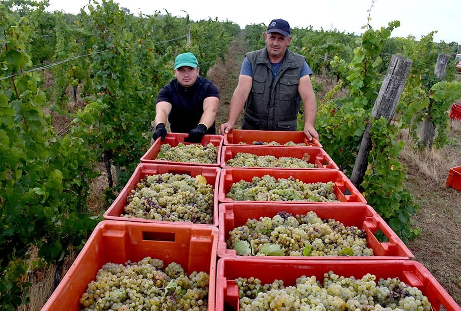 OBILJE GROŽĐA U VINOGRADIMA OBITELJI PERAK IZ KUTJEVA: Berba za pamćenje