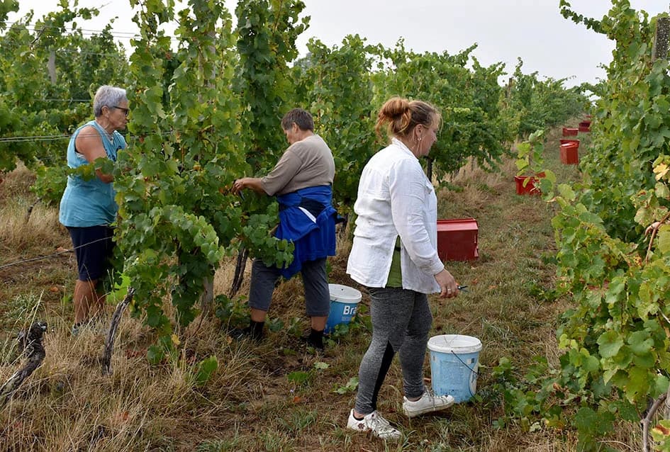 OBILJE GROŽĐA U VINOGRADIMA OBITELJI PERAK IZ KUTJEVA: Berba za pamćenje