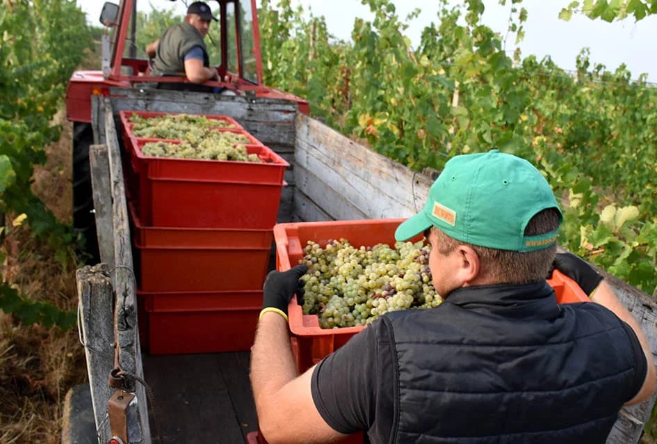 OBILJE GROŽĐA U VINOGRADIMA OBITELJI PERAK IZ KUTJEVA: Berba za pamćenje