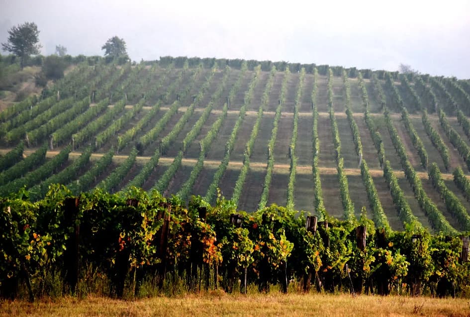 OBILJE GROŽĐA U VINOGRADIMA OBITELJI PERAK IZ KUTJEVA: Berba za pamćenje