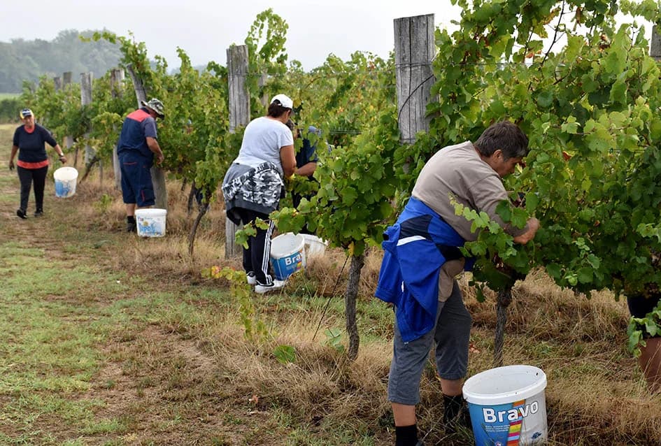 OBILJE GROŽĐA U VINOGRADIMA OBITELJI PERAK IZ KUTJEVA: Berba za pamćenje