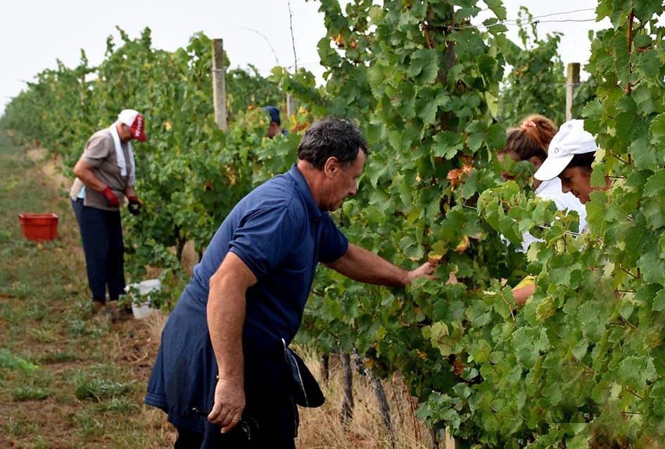 OBILJE GROŽĐA U VINOGRADIMA OBITELJI PERAK IZ KUTJEVA: Berba za pamćenje