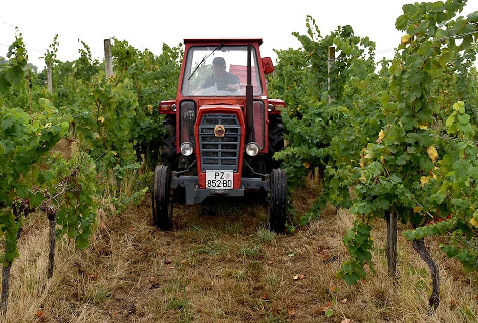 OBILJE GROŽĐA U VINOGRADIMA OBITELJI PERAK IZ KUTJEVA: Berba za pamćenje