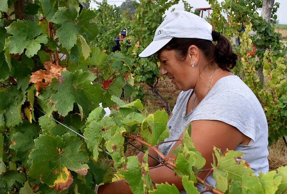 OBILJE GROŽĐA U VINOGRADIMA OBITELJI PERAK IZ KUTJEVA: Berba za pamćenje
