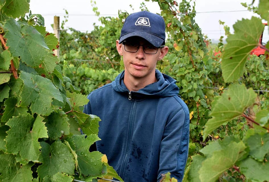 OBILJE GROŽĐA U VINOGRADIMA OBITELJI PERAK IZ KUTJEVA: Berba za pamćenje