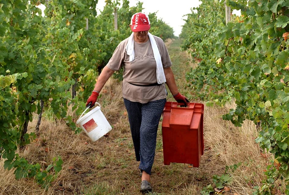 OBILJE GROŽĐA U VINOGRADIMA OBITELJI PERAK IZ KUTJEVA: Berba za pamćenje